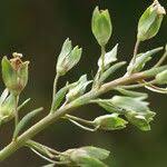 Attēlu rezultāti vaicājumam “Veronica anagallis-aquatica fruit”