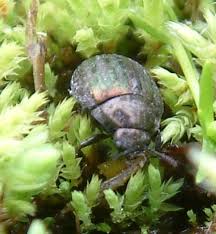 Attēlu rezultāti vaicājumam “Cytilus sericeus”