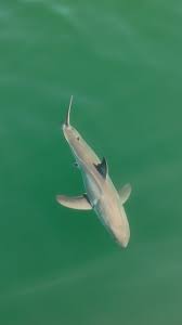 Image result for Carcharias