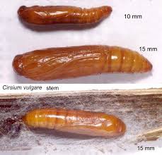 Attēlu rezultāti vaicājumam “Scardia boletella pupa”