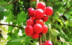 Attēlu rezultāti vaicājumam “Libanotis montana fruit”