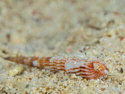 Attēlu rezultāti vaicājumam “Myurella julacea”