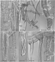 Attēlu rezultāti vaicājumam “Hymenoscyphus sp.”