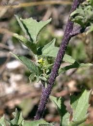 Attēlu rezultāti vaicājumam “Sisymbrium volgense leaf”