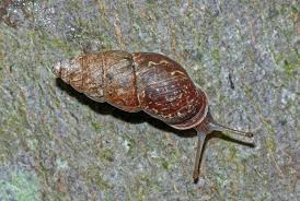 Attēlu rezultāti vaicājumam “Ena montana”