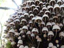 Attēlu rezultāti vaicājumam “Coprinus disseminatus”