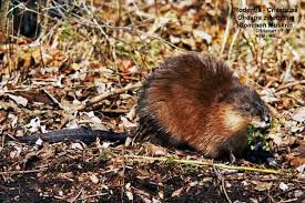 Attēlu rezultāti vaicājumam “Ondatra zibethicus”