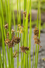 Attēlu rezultāti vaicājumam “Juncus effusus fruit”