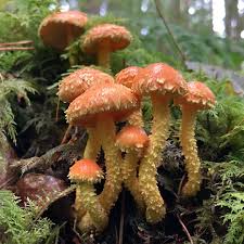 Attēlu rezultāti vaicājumam “Pholiota flammans”