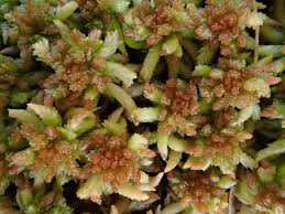 Attēlu rezultāti vaicājumam “Sphagnum palustre”