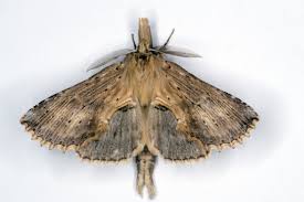 Attēlu rezultāti vaicājumam “Pterostoma palpina”