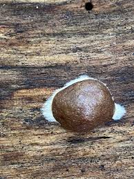 Attēlu rezultāti vaicājumam “Reticularia sp.”