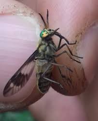 Attēlu rezultāti vaicājumam “Heptatoma pellucens”