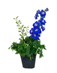 Attēlu rezultāti vaicājumam “Delphinium elatum”