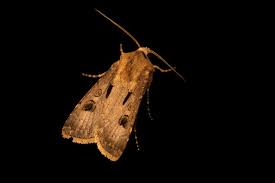 Attēlu rezultāti vaicājumam “Agrotis exclamationis”