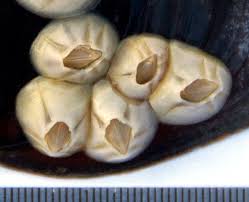 Attēlu rezultāti vaicājumam “Balanus improvisus”