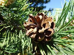 Attēlu rezultāti vaicājumam “Pinus sylvestris var. turfosa”