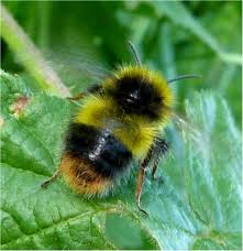 Image result for East Kilbride Wasps