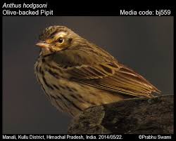 Image result for Anthus hodgsoni