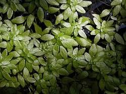 Attēlu rezultāti vaicājumam “Callitriche verna”