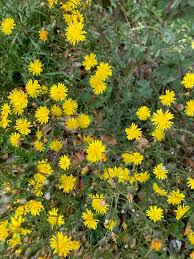 Attēlu rezultāti vaicājumam “Crepis paludosa fruit”