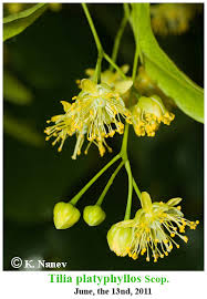 Attēlu rezultāti vaicājumam “Tilia platyphyllos Laciniata leaf”