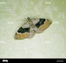 Attēlu rezultāti vaicājumam “Xanthorhoe quadrifasiata”