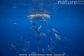 Image result for Katsuwonus pelamis