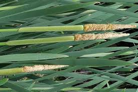 Attēlu rezultāti vaicājumam “Typha latifolia leaf”