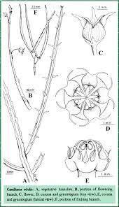 Attēlu rezultāti vaicājumam “Asclepiadaceae”