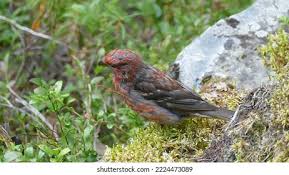 Attēlu rezultāti vaicājumam “Pinicola enucleator adult”