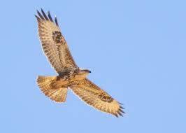 Attēlu rezultāti vaicājumam “Buteo buteo”