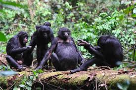 Attēlu rezultāti vaicājumam “Primates”