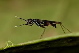 Attēlu rezultāti vaicājumam “Micropezidae”