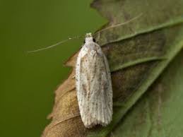 Attēlu rezultāti vaicājumam “Agonopterix heracliana”