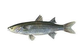 Image result for Mugil