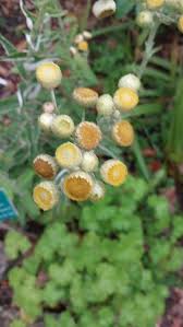 Image result for Helichrysum foetidum