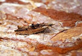 Attēlu rezultāti vaicājumam “Ypsolopha scabrella”