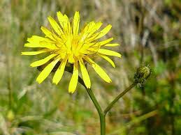 Attēlu rezultāti vaicājumam “Crepis paludosa”