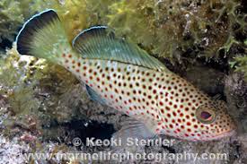 Image result for Epinephelus guttatus