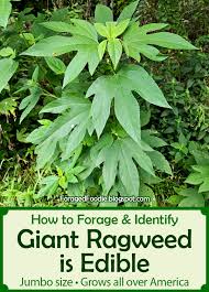 Attēlu rezultāti vaicājumam “Ambrosia artemisiifolia fruit”