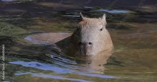 Attēlu rezultāti vaicājumam “Hydrochoerus hydrochaeris”