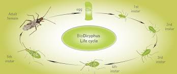 Attēlu rezultāti vaicājumam “Dicyphus nymph”