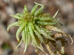 Attēlu rezultāti vaicājumam “Sphagnum palustre”