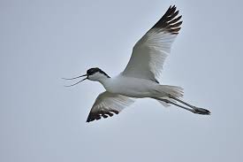 Attēlu rezultāti vaicājumam “Recurvirostra avosetta”