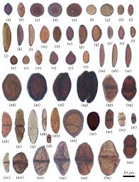 Attēlu rezultāti vaicājumam “Badhamiopsis praetermissa spores”