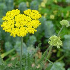Attēlu rezultāti vaicājumam “Achillea millefolium flower”