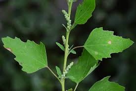 Attēlu rezultāti vaicājumam “Chenopodium album leaf”