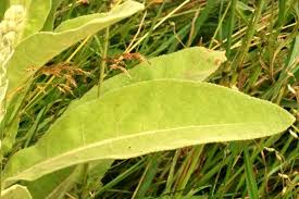 Attēlu rezultāti vaicājumam “Paratalanta hyalinalis”