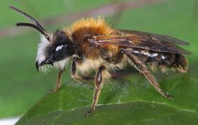 Attēlu rezultāti vaicājumam “Andrena”